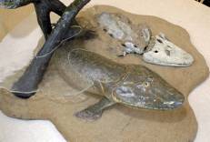 Descubren en el &Aacute;rtico el primer pez que camin&oacute; sobre la tierra